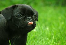 Cute Puppy HD Wallpaper.