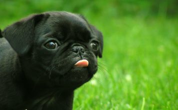 Cute Puppy HD Wallpaper.
