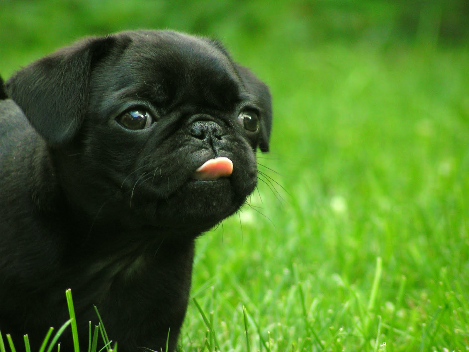  Cute  Puppy  HD  Wallpapers  PixelsTalk Net