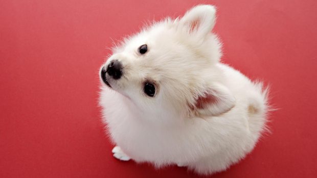 Cute Puppy Image Download Free.