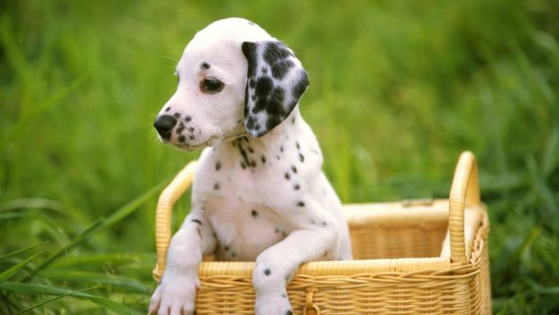 Cute Puppy Image HD.