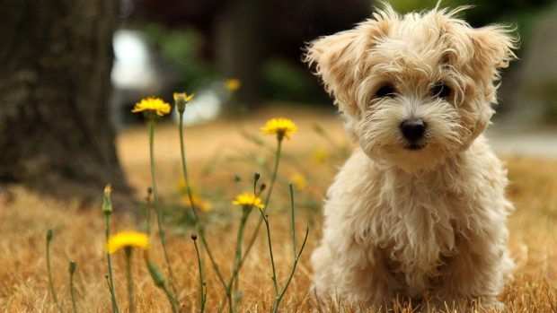 Cute Puppy Image HD Free.