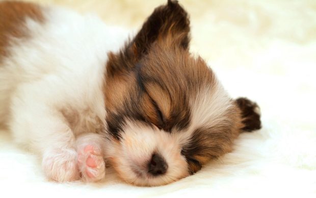 Cute Puppy Image Wallpaper.