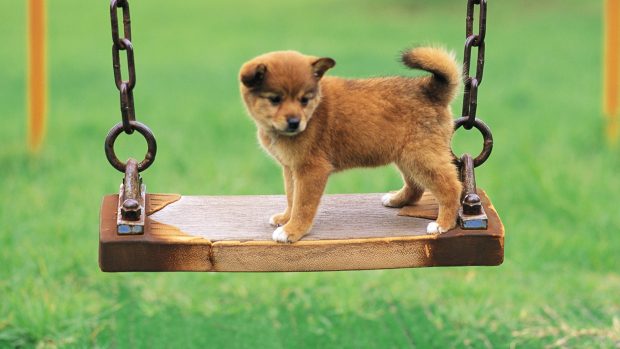 Cute Puppy In A Park Desktop Background.