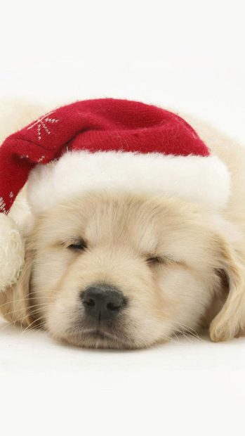 Cute Puppy In Christmas Hat iphone images.