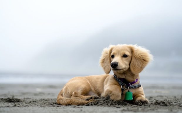Cute Puppy On The Beach Background.