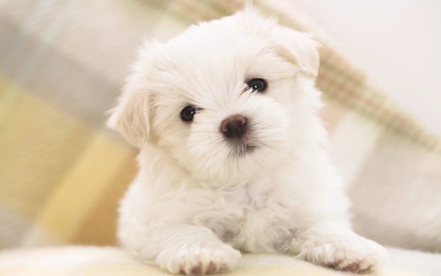 Cute Puppy Wallpaper.