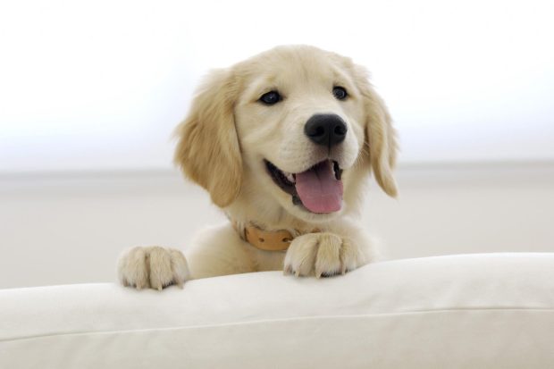 Cute Puppy Wallpaper Free Download.