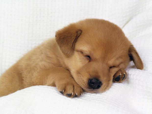 Cute Puppy Wallpaper HD.