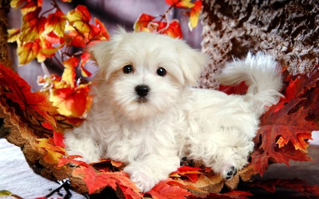 Cute White Puppies Wallpaper.