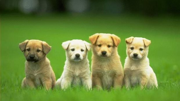 Cute and Funny Puppies Small Dog Image.