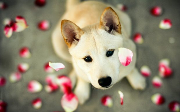 Cute animal dog pictures hd.