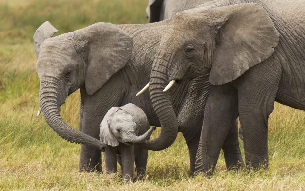 Cute baby elephant wallpaper 1080p.