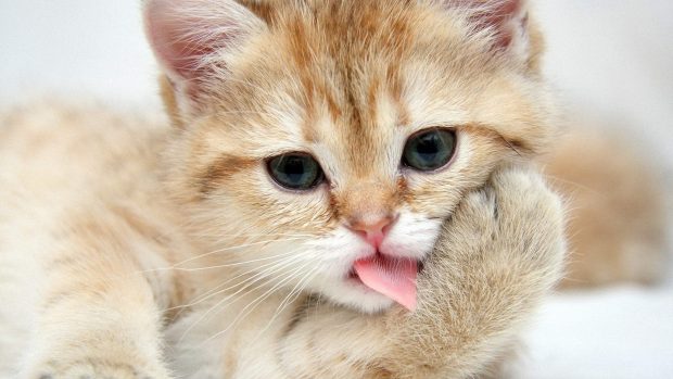 Cute cat close up images 1920x1080.