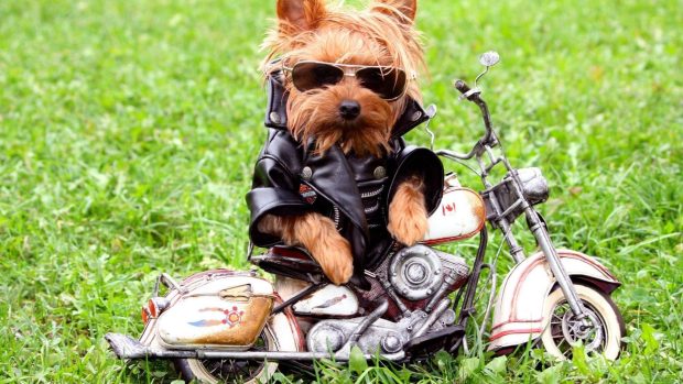 Cute cool style stylish biker little dog backgrounds.