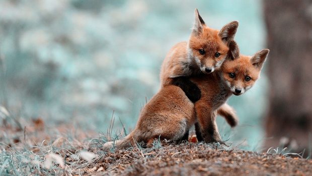 Cute fox wallpaper hd.