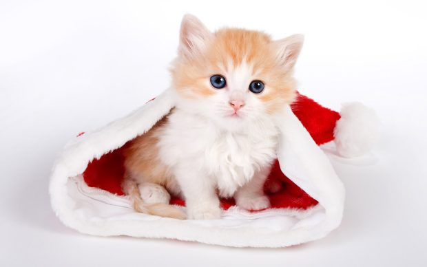 Cute kitten santa hat hd photos cute kitten santa hat imgstocks.