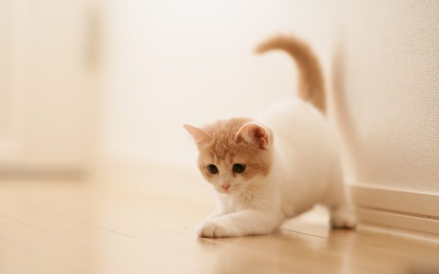 Cute white Kitty Backgrounds 1920x1200.