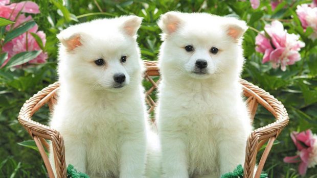 Cute white puppies widescreen wallpaper 1920x1080.