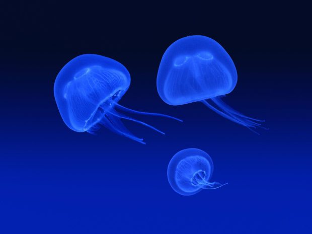 Deep Sea Blue Jellyfish Background.