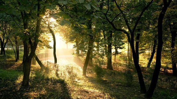 Desktop Backgrounds Free.