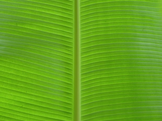 Desktop HD Banana leaf Pictures.