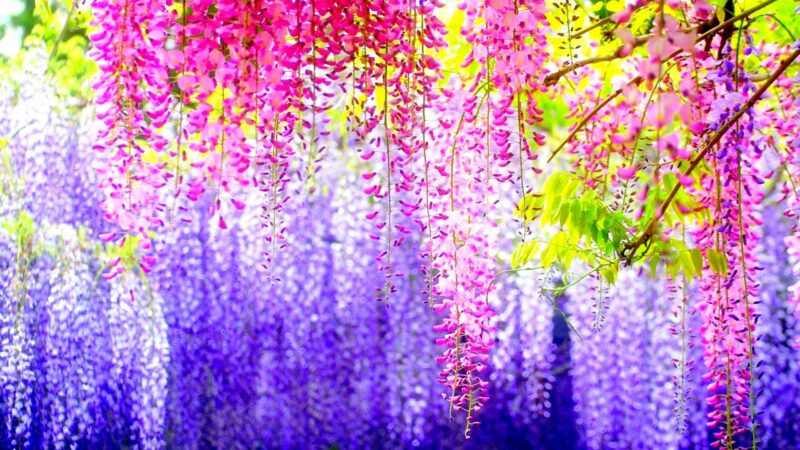 Desktop Backgrounds - PixelsTalk