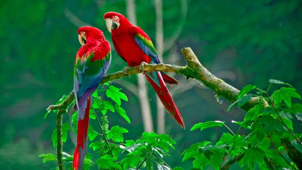 Desktop hd beautiful pictures of parrots.