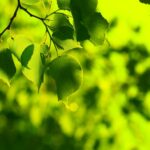 Desktop nature macro background Beautiful.
