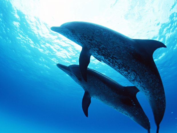 Dolphins Under Deep Blue Sea Wallpaper.