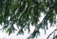 Cozy wooden cabin in snowy winter forest with snow-covered trees and evergreen branches in foreground.