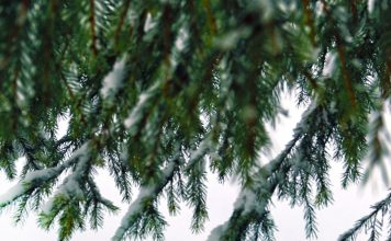 Download Free Winter Background for Iphone.