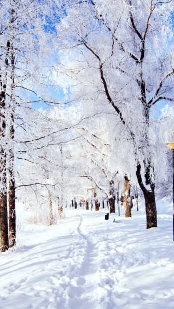 Frost-covered trees and snow-covered pathway in a winter landscape with a clear blue sky.