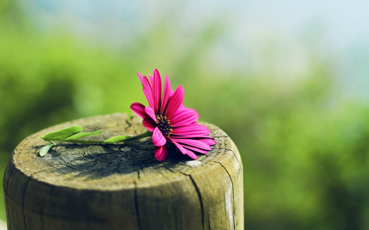 HD Nature Backgrounds - PixelsTalk