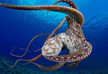 Download Octopus Image Free.