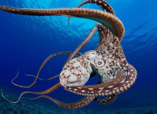 Download Octopus Image Free.