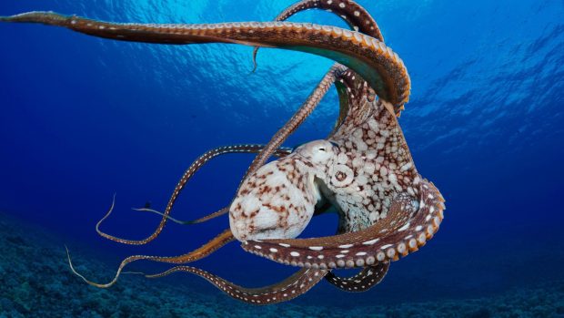 Download Octopus Image Free.