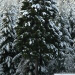 Download Winter Background for Iphone Free.