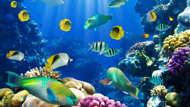 Download coral fish wallpaper.