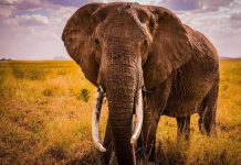 Elephant 1920x1200 animal wallpaper.