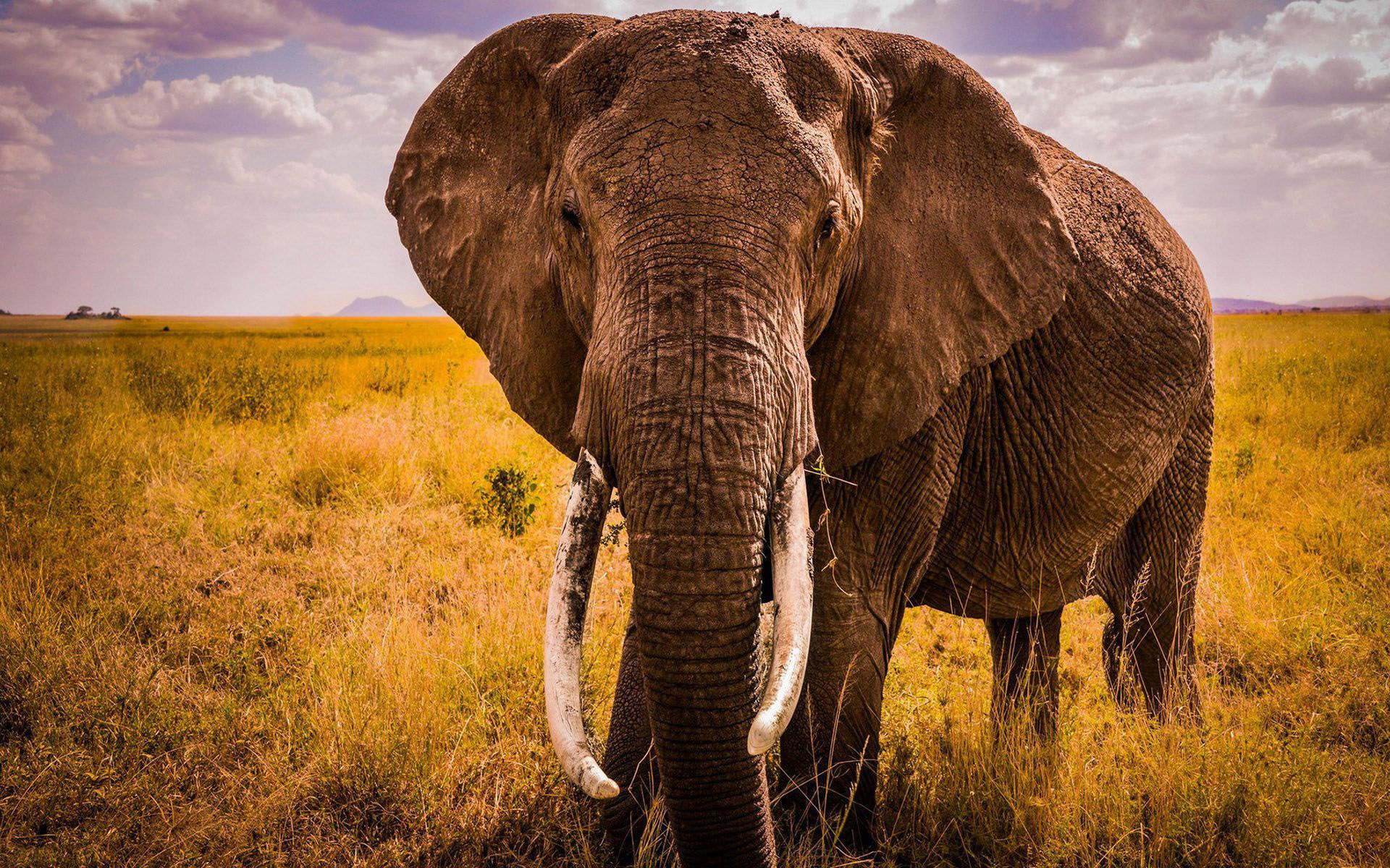Elephant Wallpaper For Laptop At Brenda Rasheed Blog