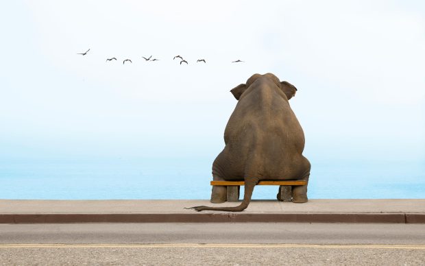 Elephant Funny Sitting On Bench Wallpapers.