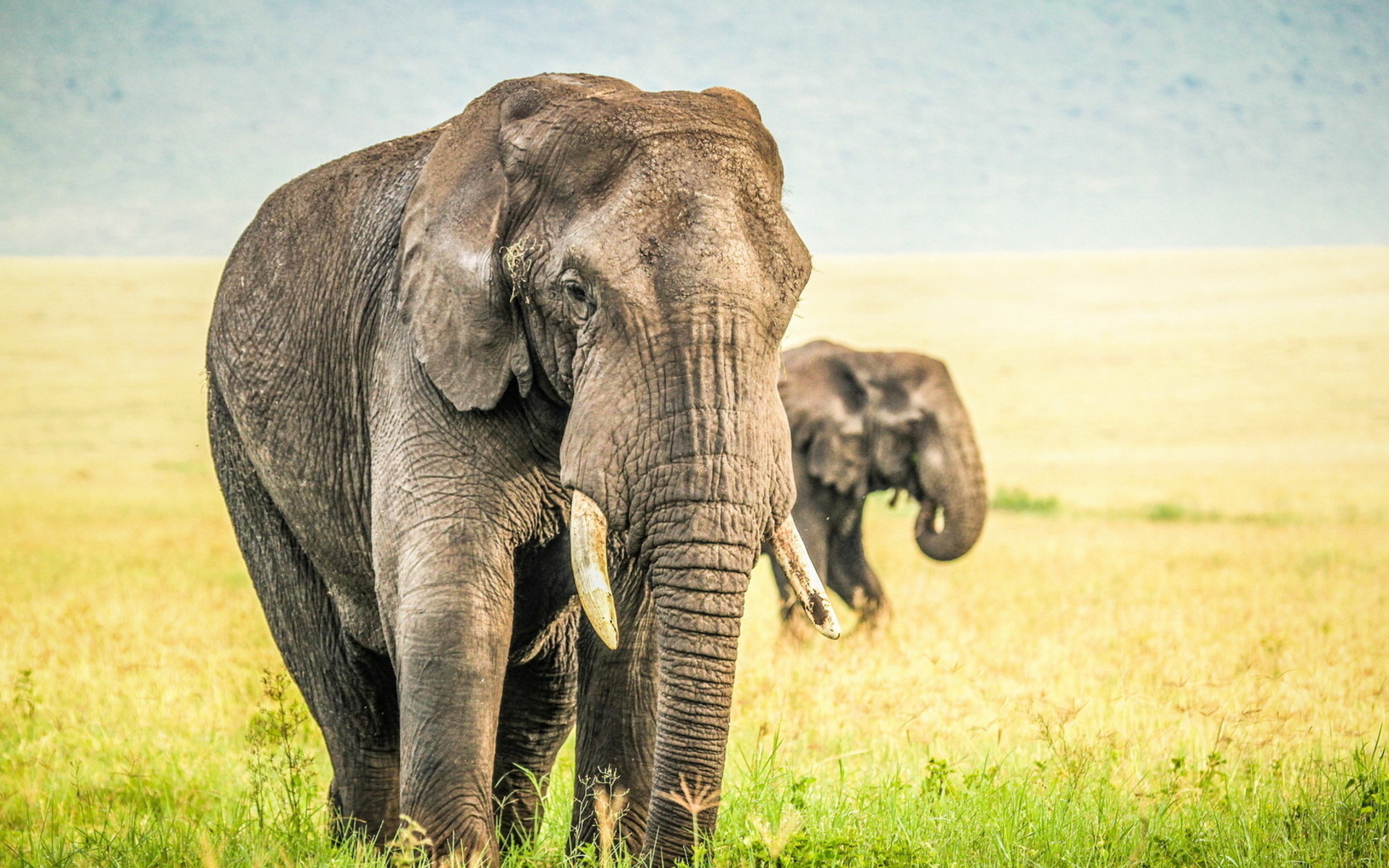 Elephant Images Free Download 