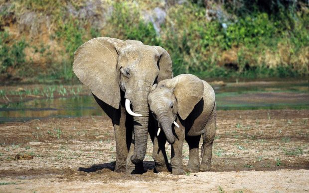 Elephant Mother Baby.