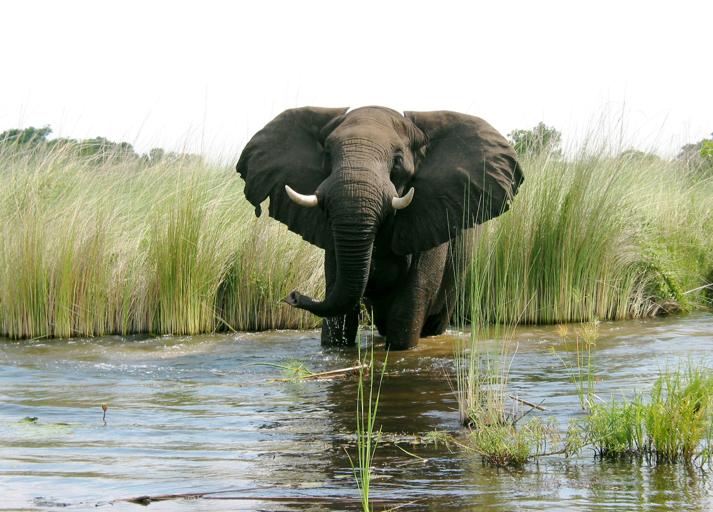  Elephant  Images Free  Download  PixelsTalk Net
