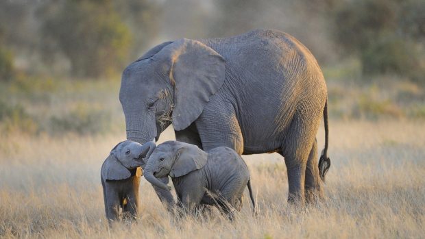 Elephant and baby pictures hd.