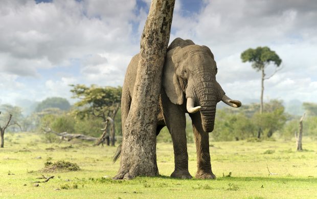 Elephant background hd download.