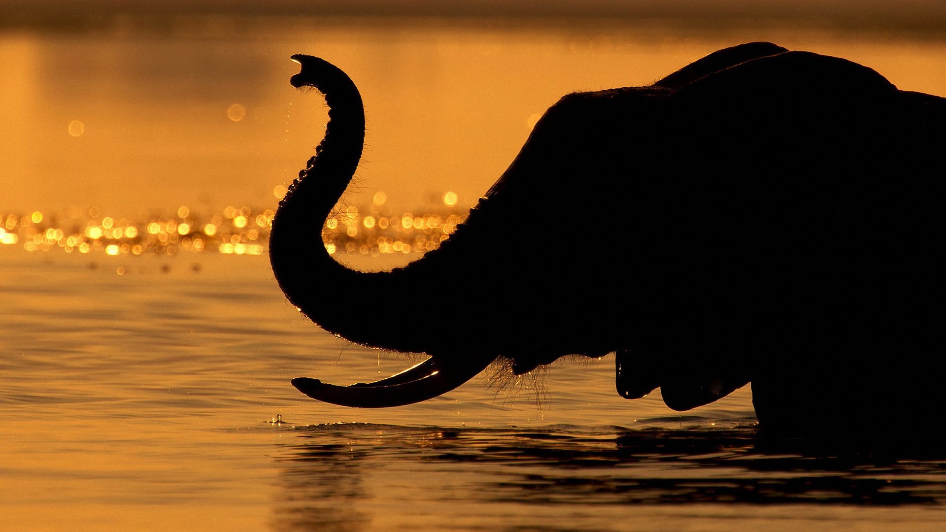 Elephant Wallpaper Images  Free Download on Freepik