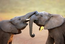 Elephants elephant images 6600x4262.