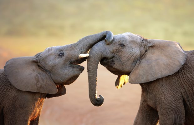 Elephants elephant images 6600x4262.